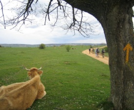 Montes de oca